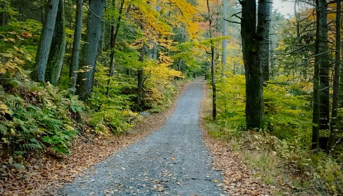 path through autumn woods