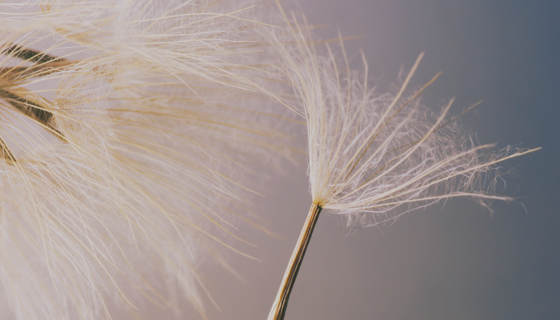 close up of dandelion with blown off seed