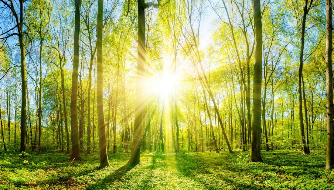 picture of sun's rays shining brightly through trees