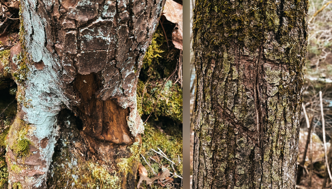 pictures of tree trunks