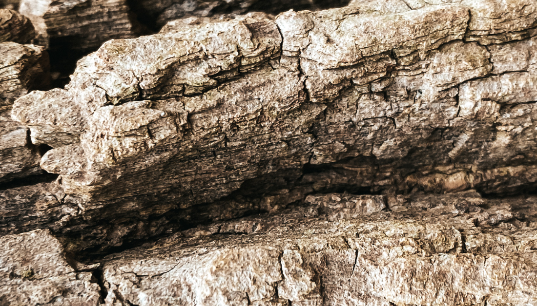 close up picture of tree bark