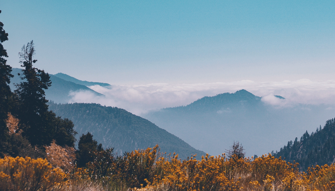 picture of meadows and trees with mountains in the distance