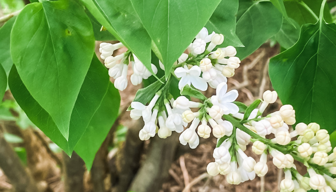 picture of white flowers outside surrounded by green leaves