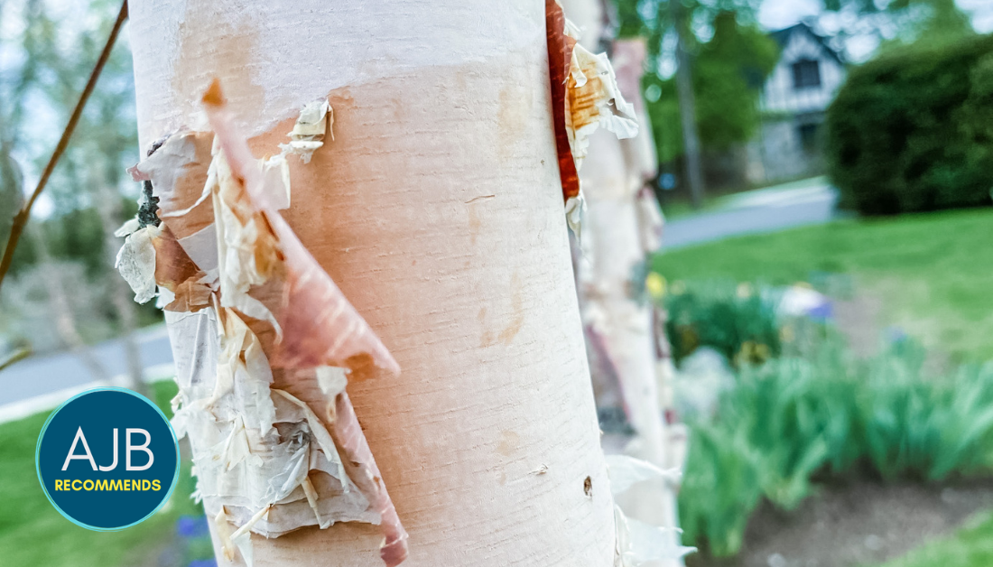 AJB recommends logo on picture of pealing tree bark