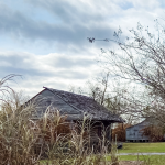 picture of an old cabin at the Whitney Plantation with a dark sky in the background and tall grasses partially obscuring the cabin