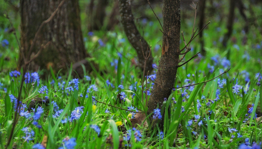 wildflowers in a woods