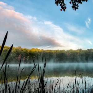 mist rising off of a lake with grasses in the foreground and autumn trees in the background