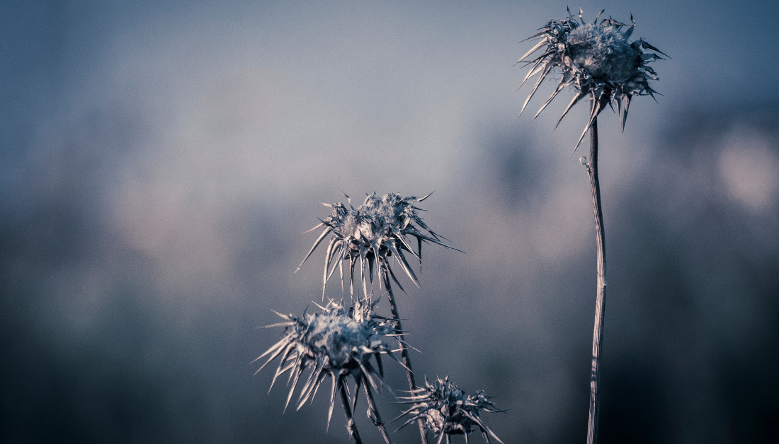 close-up picture of dead flowers