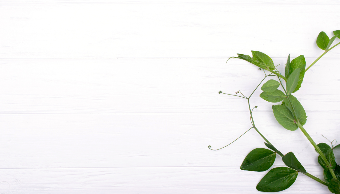 white background with a green vine symbolizing healing