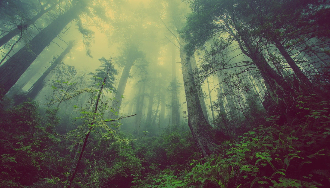 forest enshrouded in mist