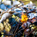 a yellow leaf and dead vines wrapped around a chainlink fence