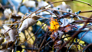 a yellow leaf and dead vines wrapped around a chainlink fence