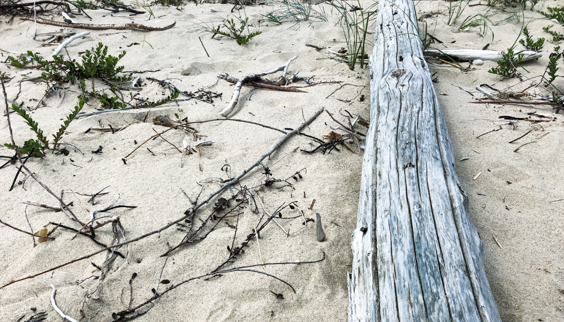 drift wood and scraggly brush on a sandy beach