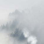 misty trees on a mountain