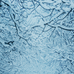 winter branches covered in snow