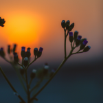 flower at sunrise