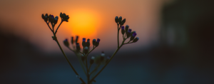 flower at sunrise