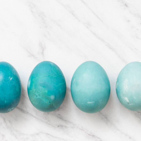 blue eggs on a white counter