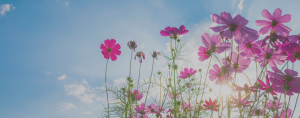 Cosmos Flower Background and Blue Sky
