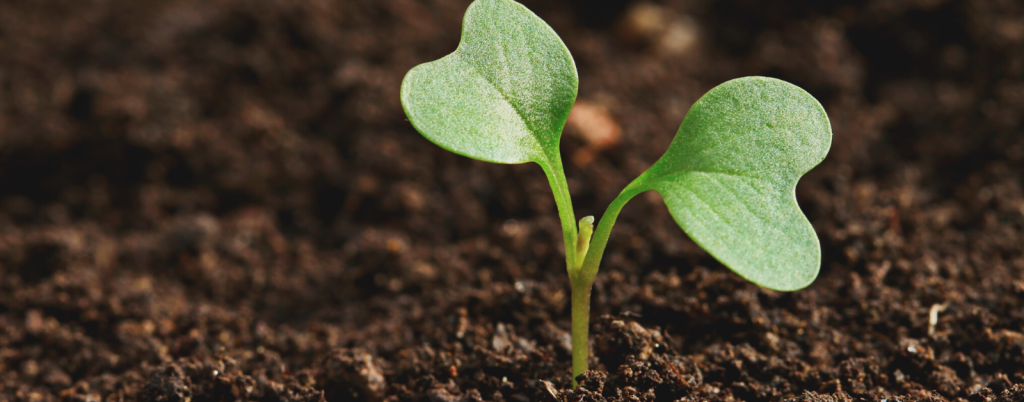 new plant growing in soil