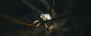 white spring flower with dark wooded background