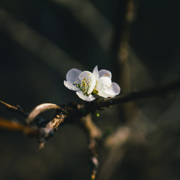 white spring flower with dark wooded background