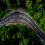 Winding Road in Forest