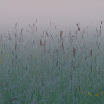 grasses against a pale, hazy horizon