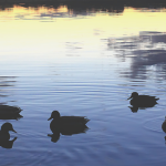 Ducks on a lake at sunset