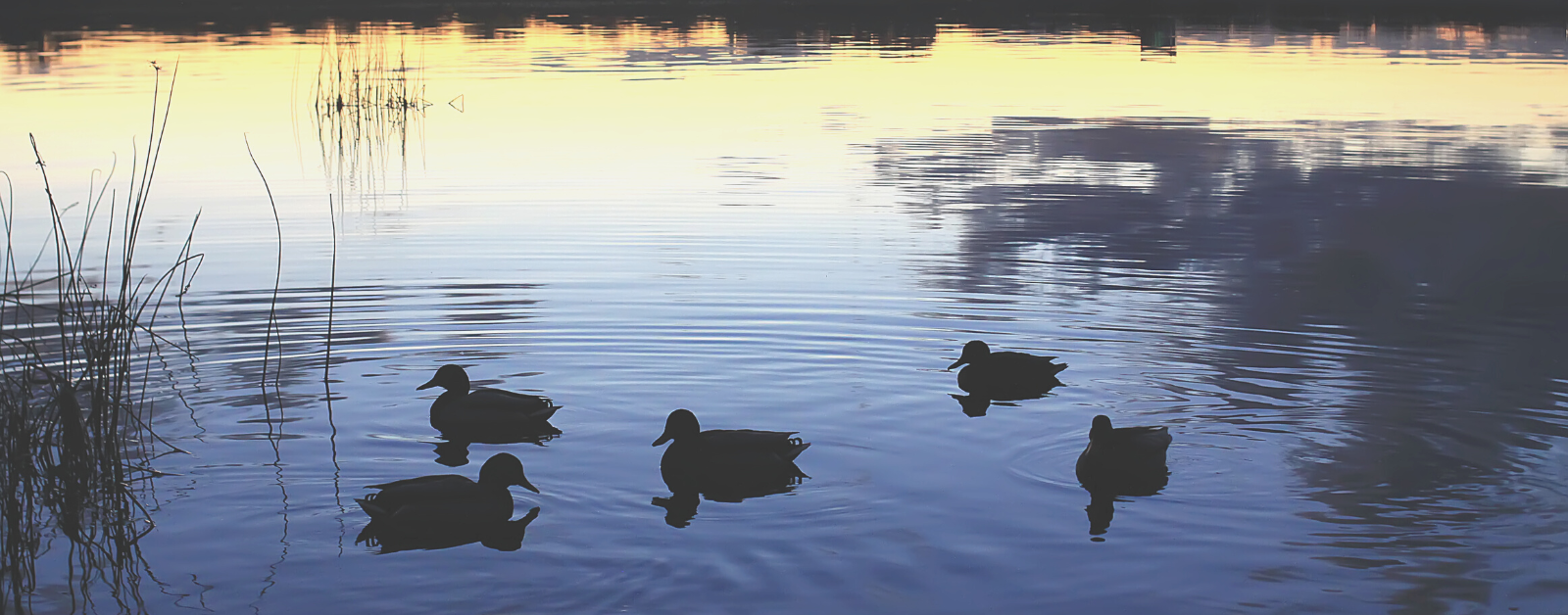 Ducks on a lake at sunset