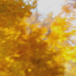 blurred yellow autumn leaves