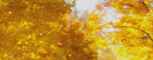 blurred yellow autumn leaves