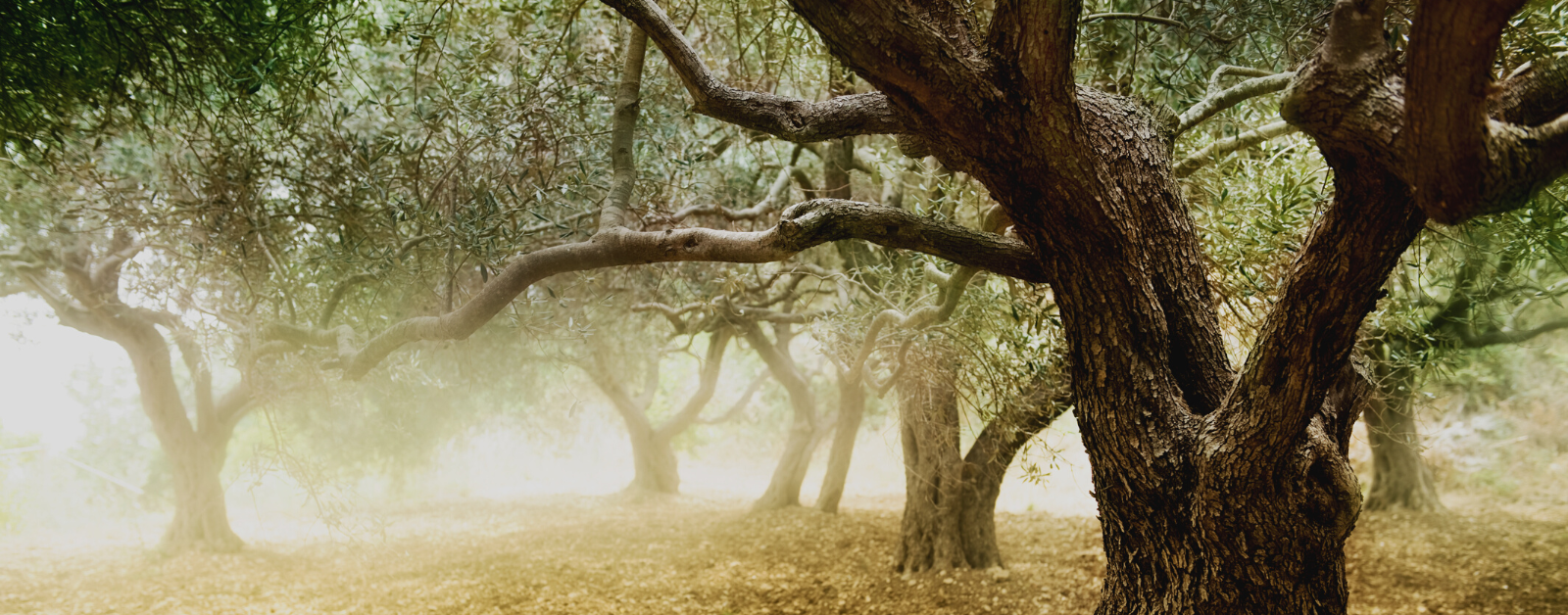 misty olive trees