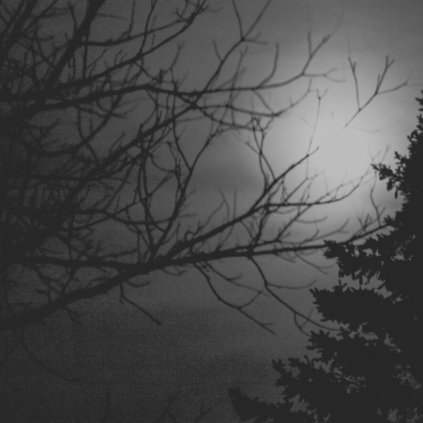 bare branches and cedar tree silhouetted against a night sky and bright moon