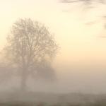 lone tree enshrouded in mist against a faint sunrise and framed by tree branches