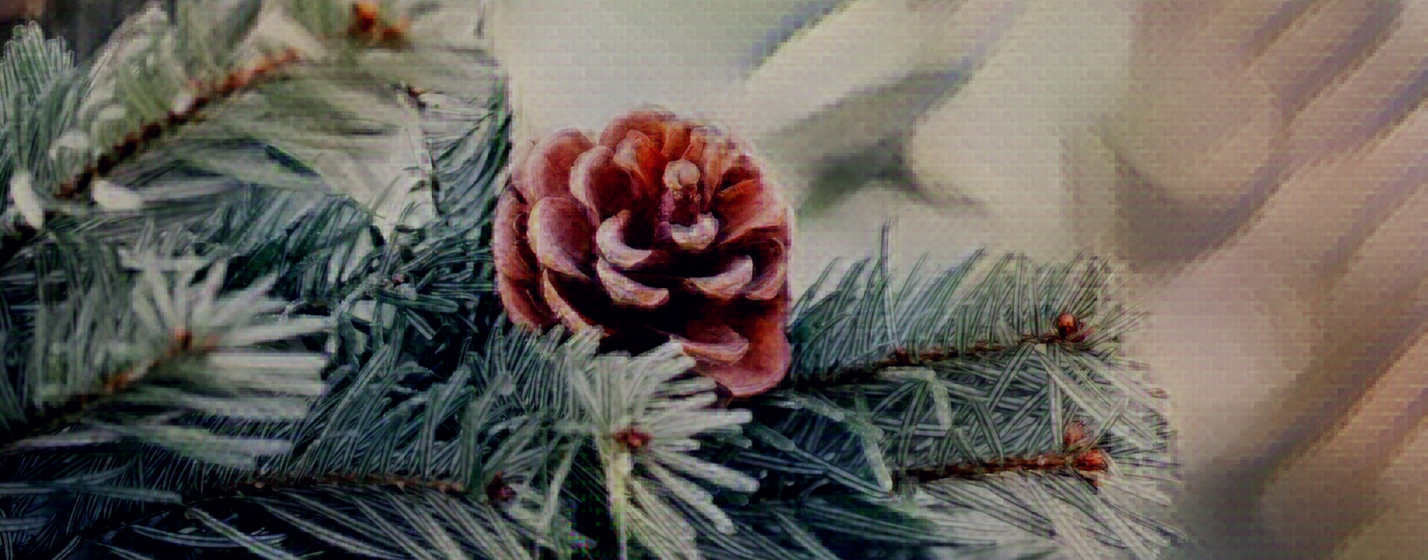 pine cone on a pine tree with painting overlay