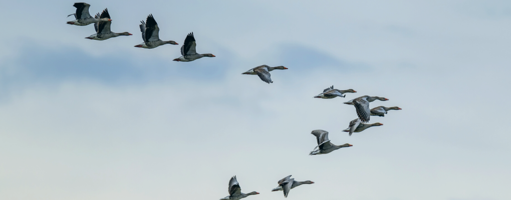 geese flying through the sky in a v formation