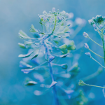 blue tinted photo of flowers