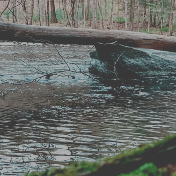photo of a broken limb balanced on a rock in a river
