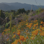 photo of California's superbloom with mountains in the background