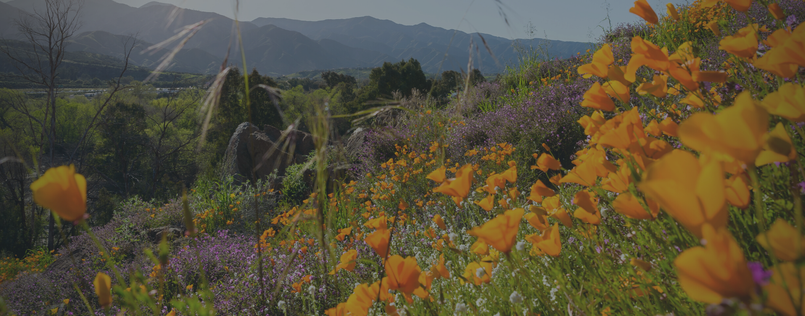 photo of California's superbloom with mountains in the background