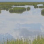 grasses growing in a marsh with blue sky reflected in the water