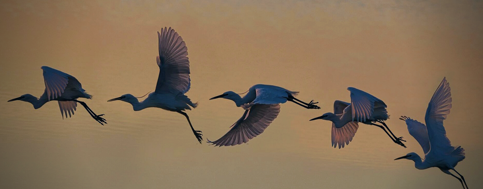 birds flying in a line at dusk