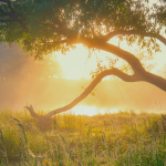 photo of sunset behind a tree in a meadow