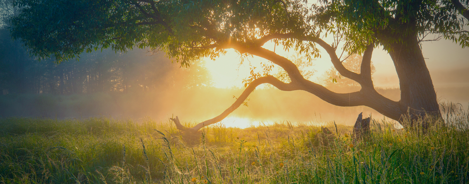 photo of sunset behind a tree in a meadow