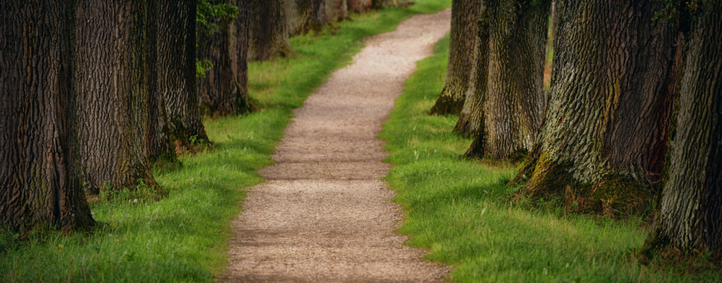 photo of path through green grass and trees
