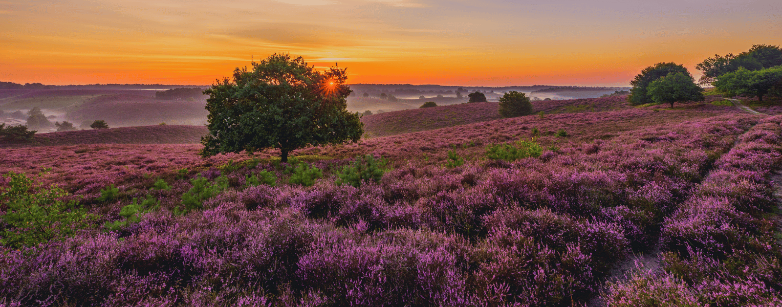 late summer sunrise with purple grasses in the foreground