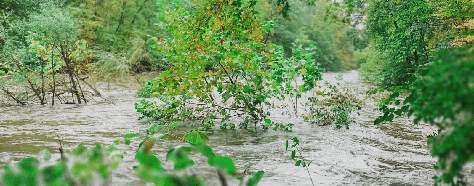 flooded river lined by green trees