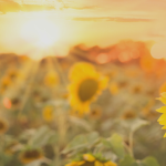 field of sunflowers against a sunset