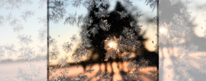 photo of ice crystals on glass with cedar trees blurred against a sunrise in the background